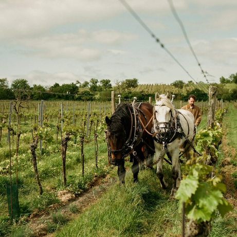 Gut Oggau Winery