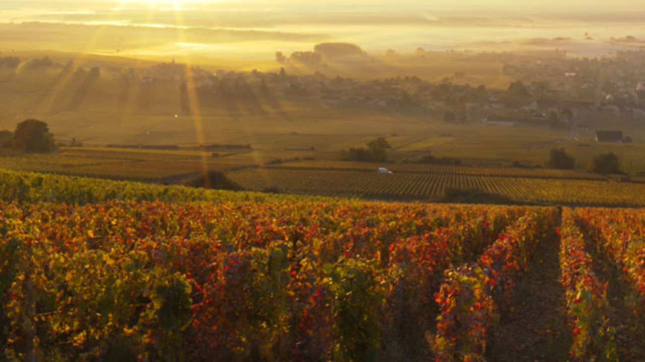 Corton