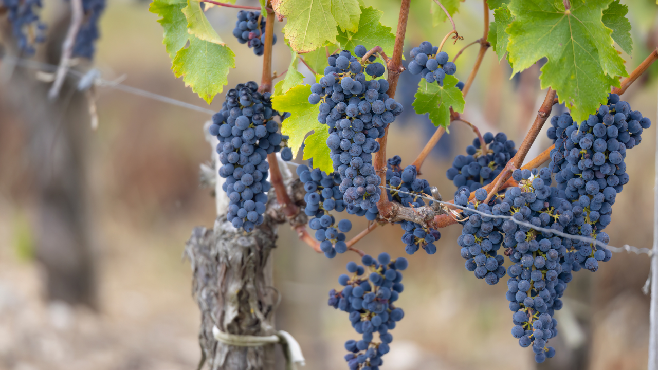Cabernet Franc