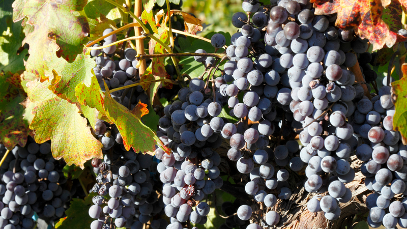 Cabernet Sauvignon