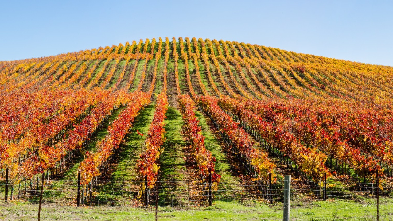 Chablis