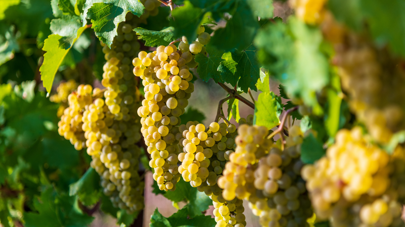 Chardonnay
