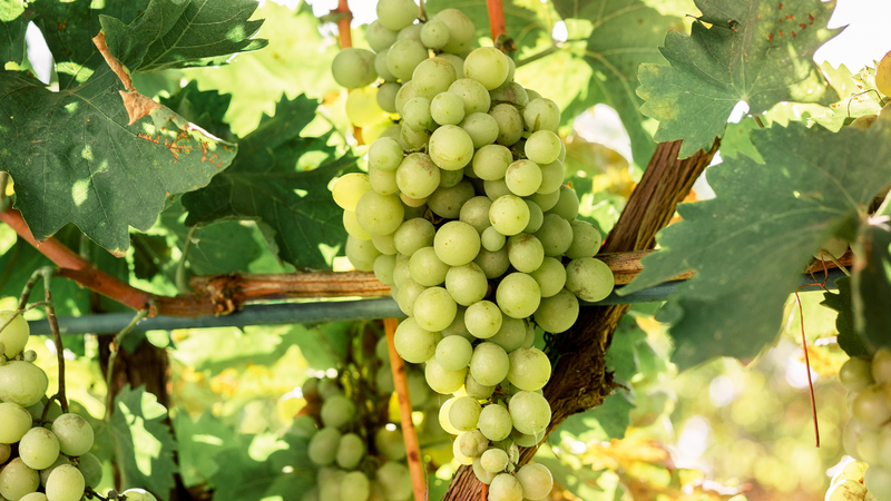 Chenin Blanc