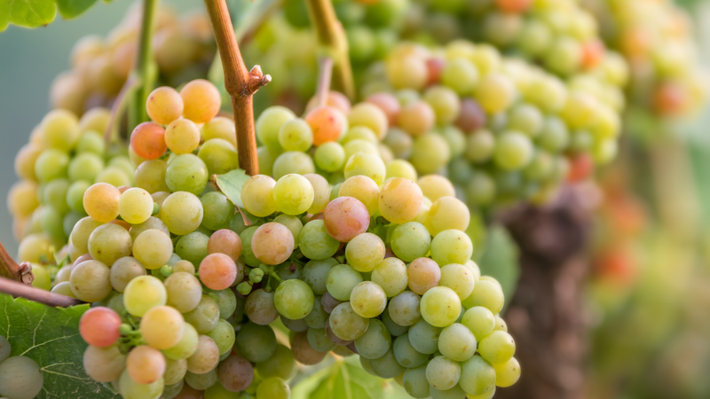 Gewürztraminer