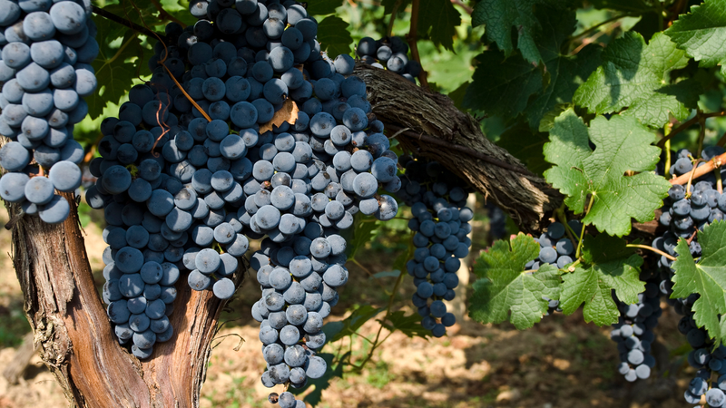 Merlot