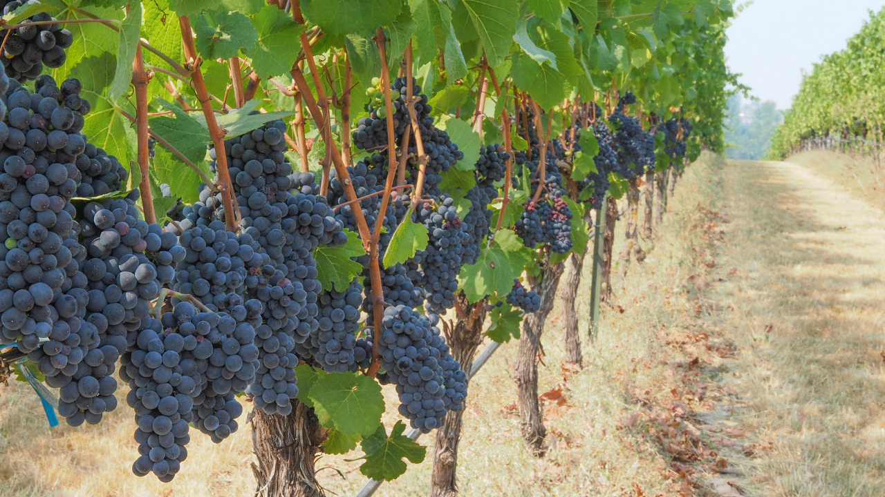 Pinot Noir