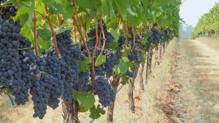 Pinot Noir