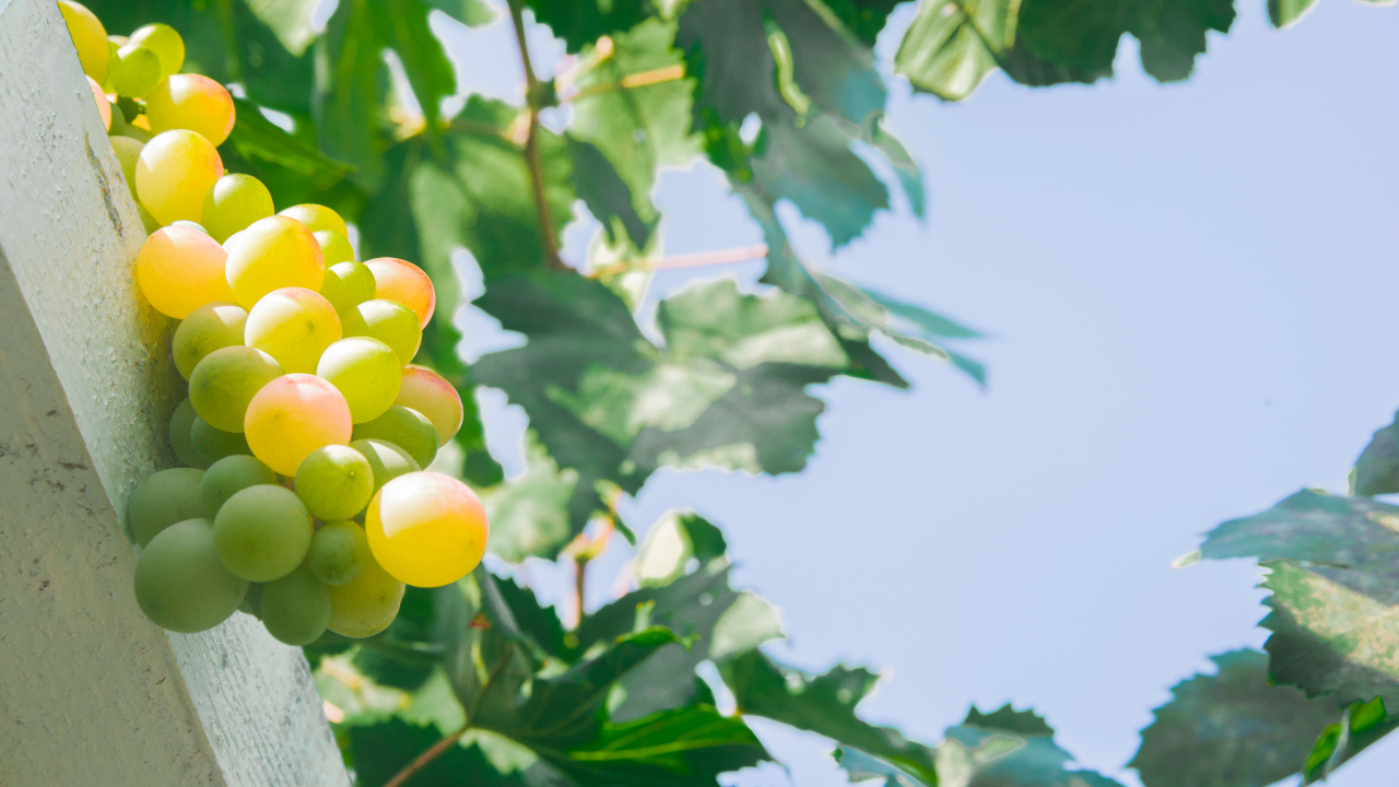 Pinot Blanc