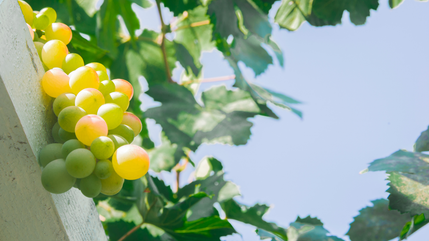 Pinot Blanc