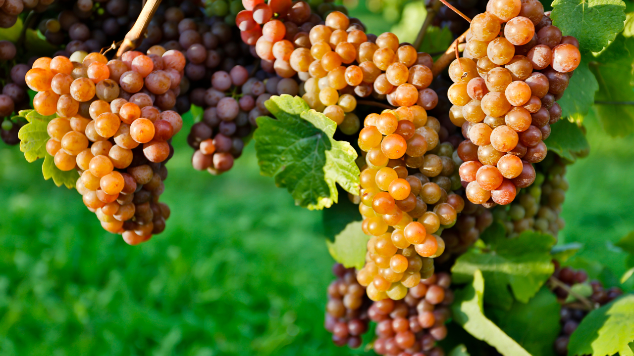 Pinot Gris