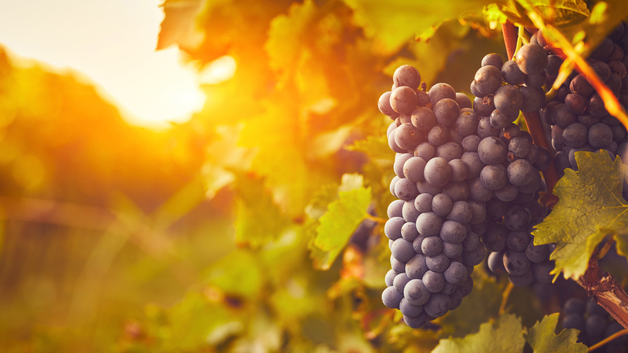 Pinotage