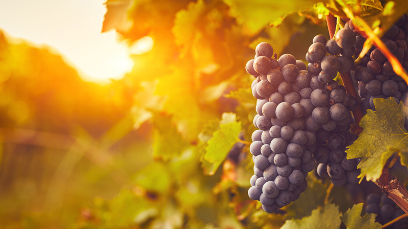 Pinotage