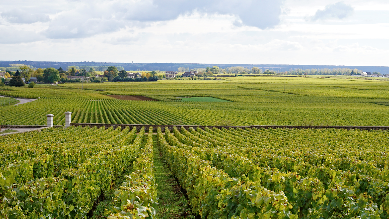 Puligny-Montrachet
