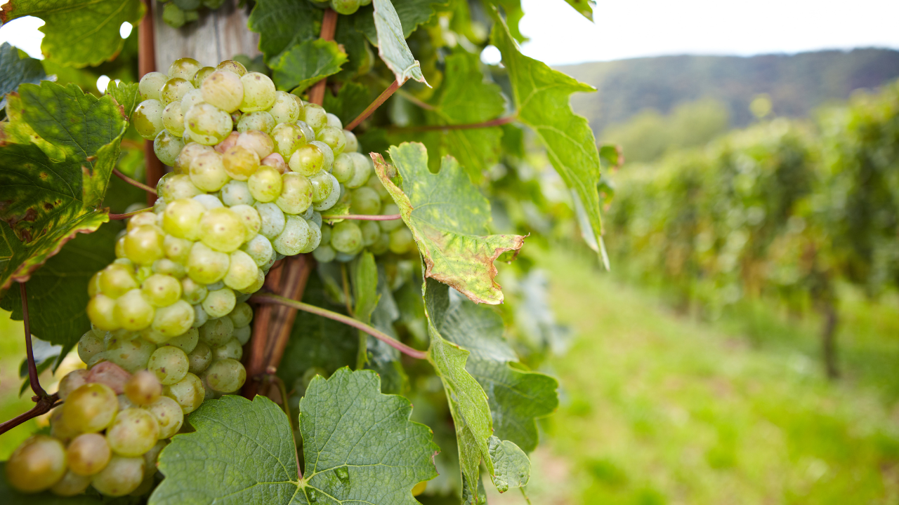 Riesling