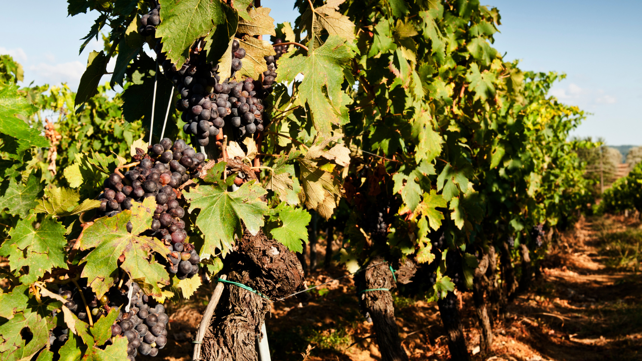 Sangiovese