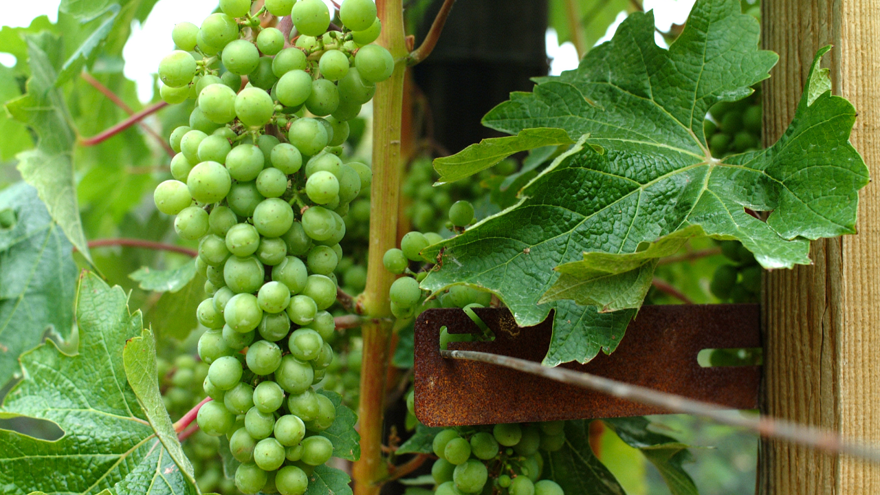 Sauvignon Blanc