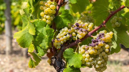 Sémillon