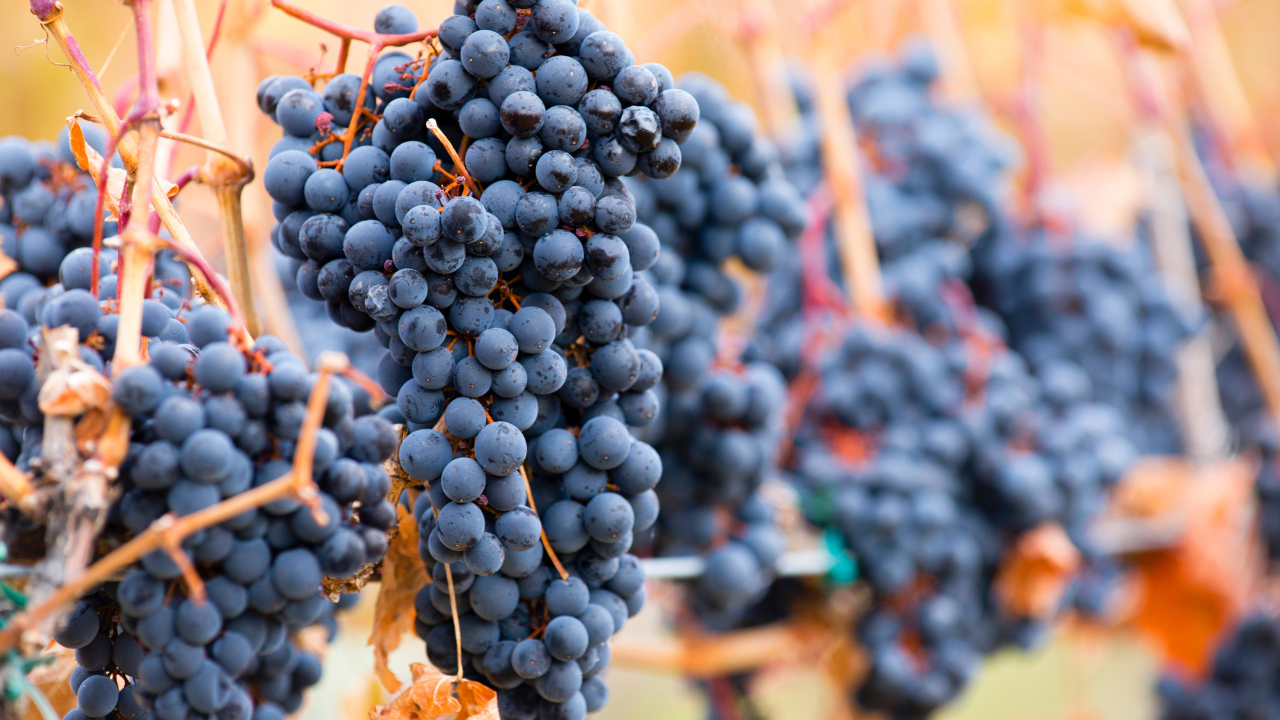 Shiraz