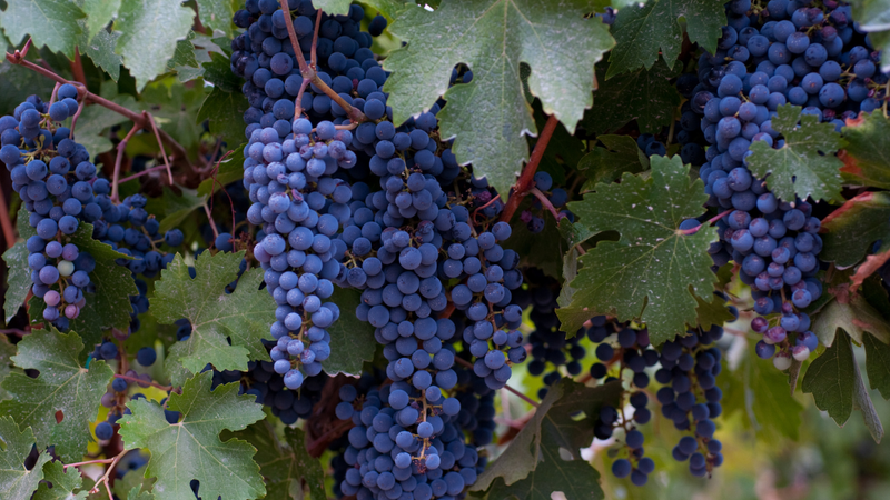 Zinfandel