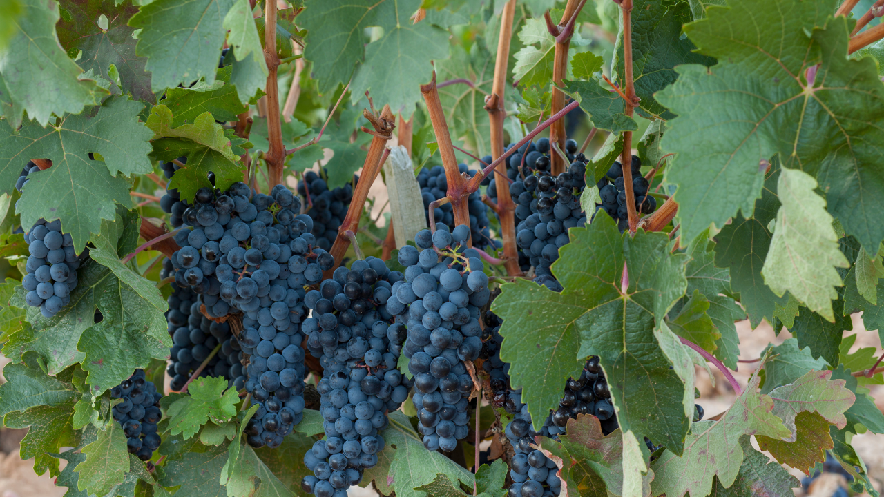 Tempranillo