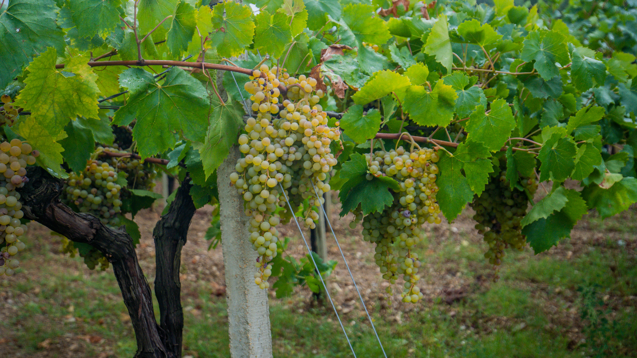 Vermentino