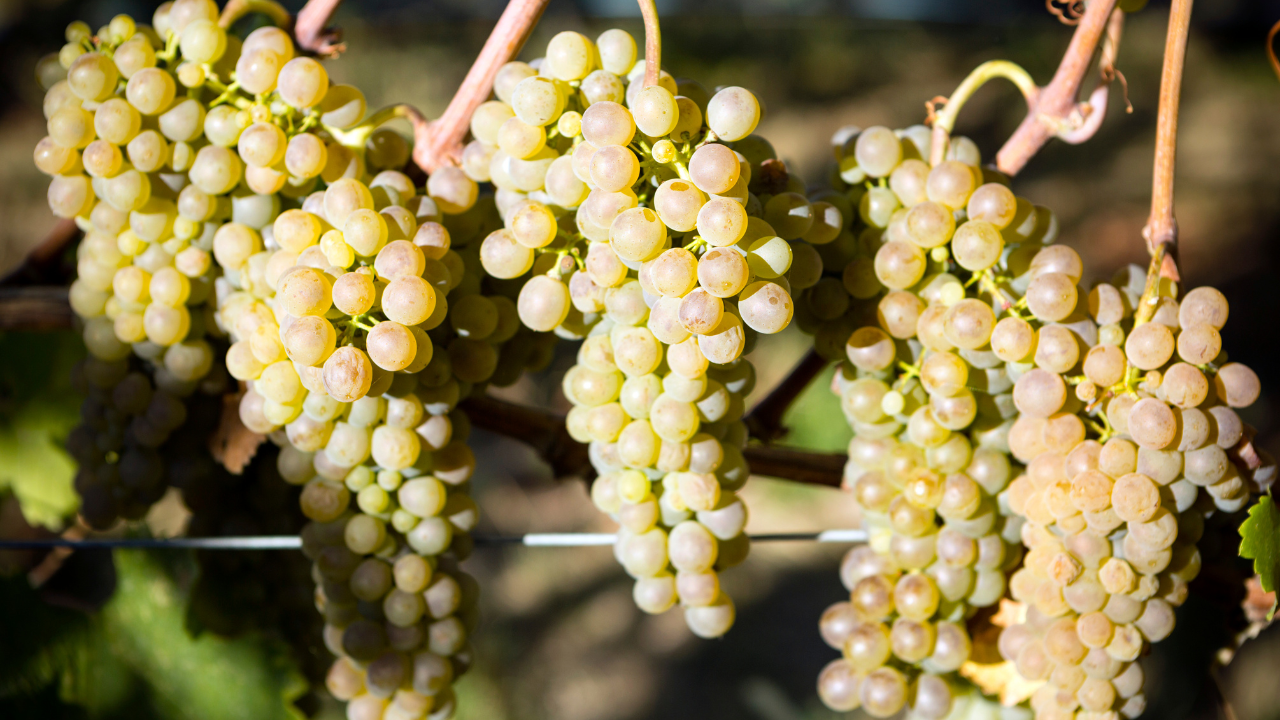 Viognier