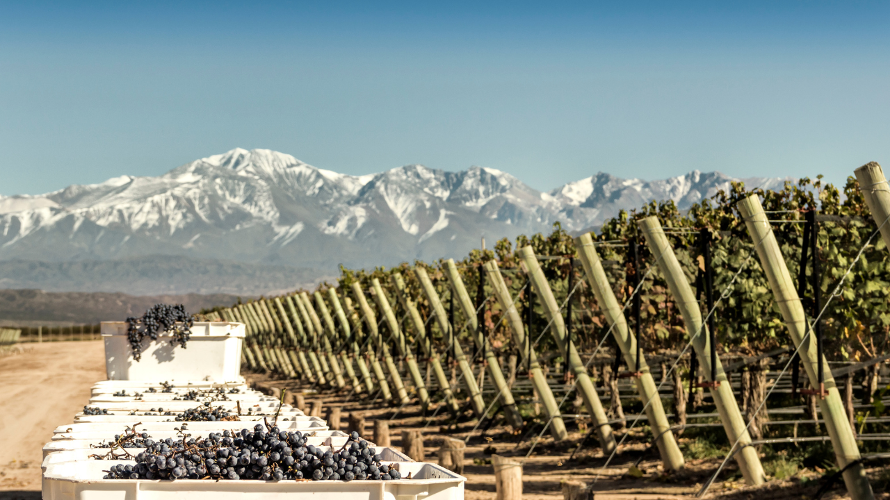 Malbec