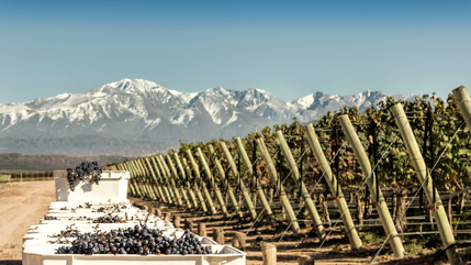 Malbec
